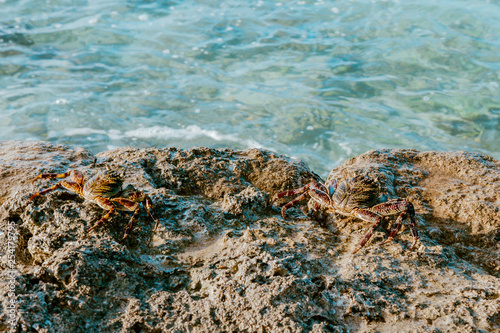 Crabs at the jetty