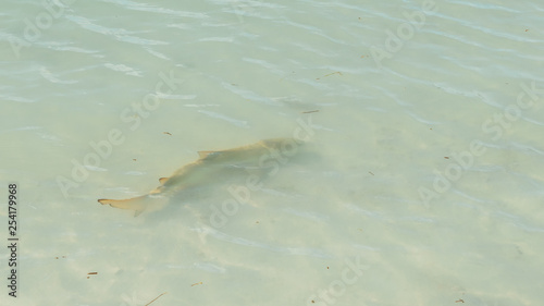 Wallpaper Mural Fish and Manta at the beach Torontodigital.ca