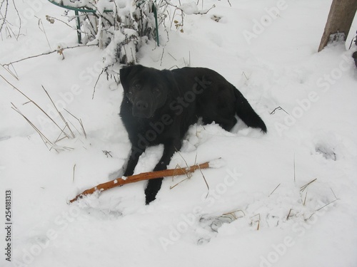 black dog Labrador in the snow