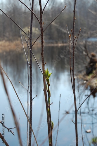 blossoming leaf spring on the river