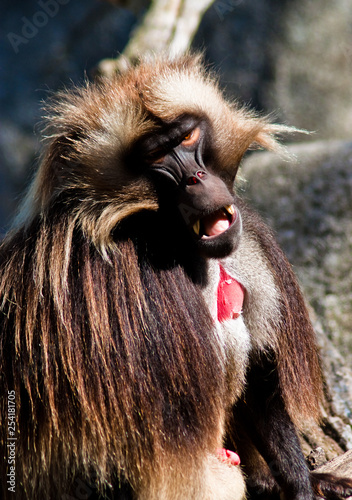 Dschelada oder Blutbrustpavian (Theropithecus gelada) photo