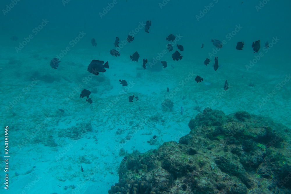 Fototapeta premium Diving in the Maldives with corals and fish