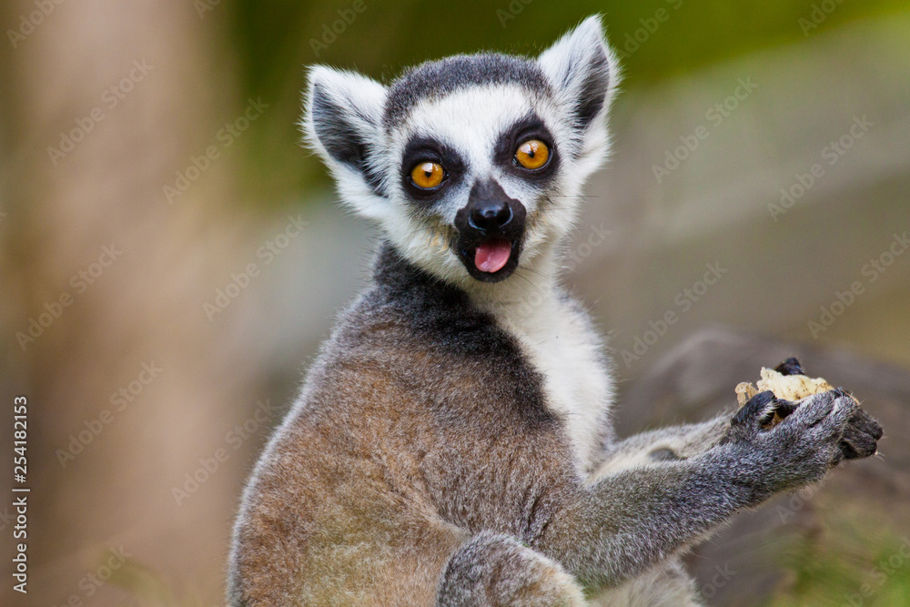 Katta (Lemur catta) Katta (Lemur catta)