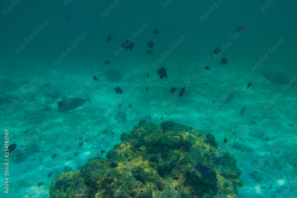 Fototapeta premium Diving in the Maldives with corals and fish