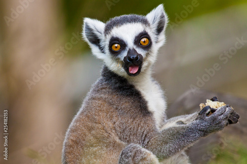 Katta (Lemur catta) © Jearu