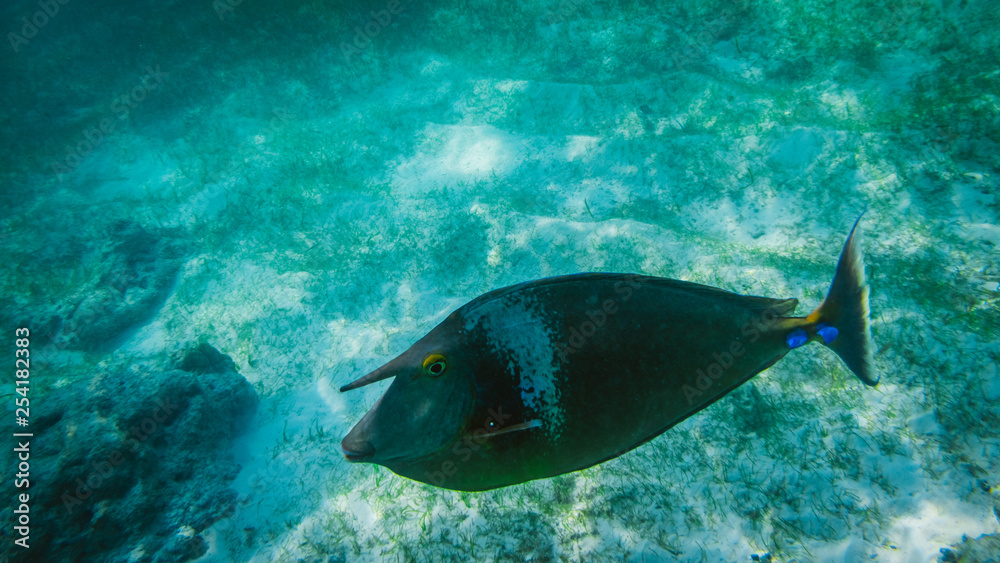 Obraz premium Fish snorkeling and diving underwater in the atoll of the Maldives