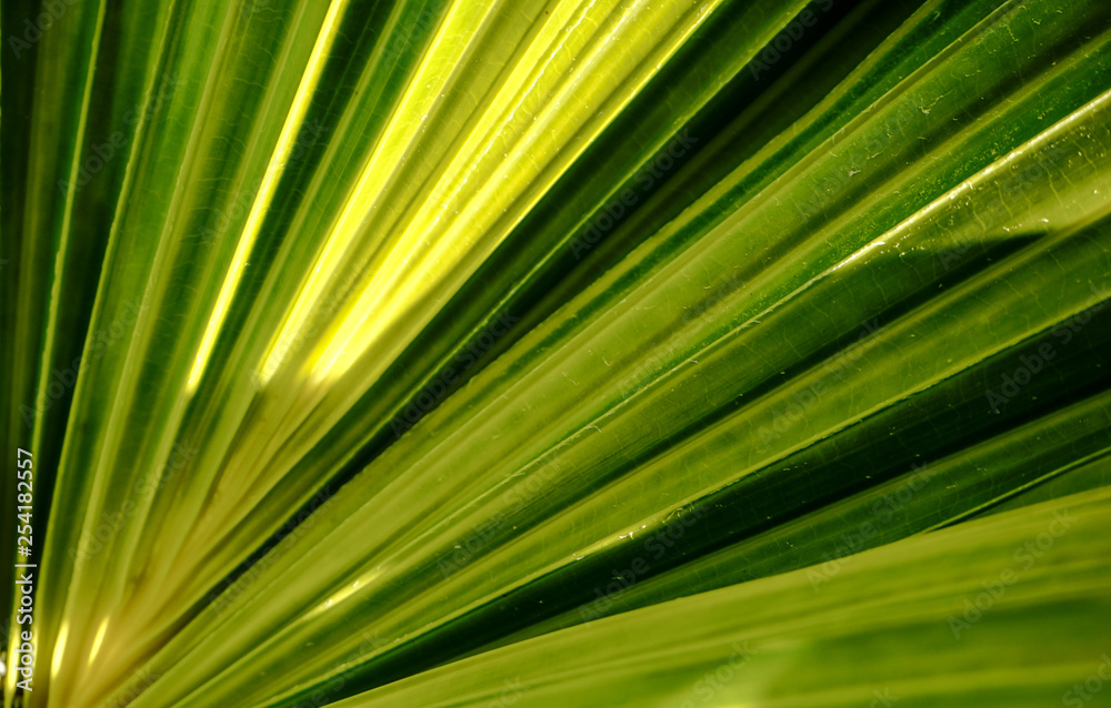 long green leaves pattern long green leaves pattern