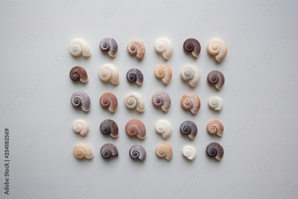Spiral seashells pattern isolated on white background from a high angle view Spiral seashells pattern isolated on white background from a high angle view