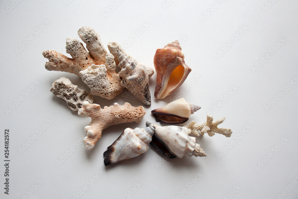 Obraz premium Thai seashells and corals composition isolated on white background