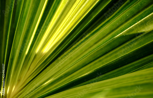 long green leaves pattern