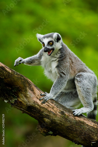 Katta (Lemur catta)
