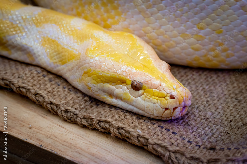 Fototapeta premium Gold Python,Reticulated python
