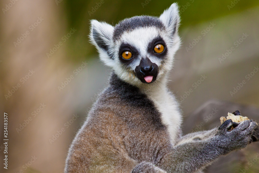 Fototapeta premium Katta (Lemur catta)