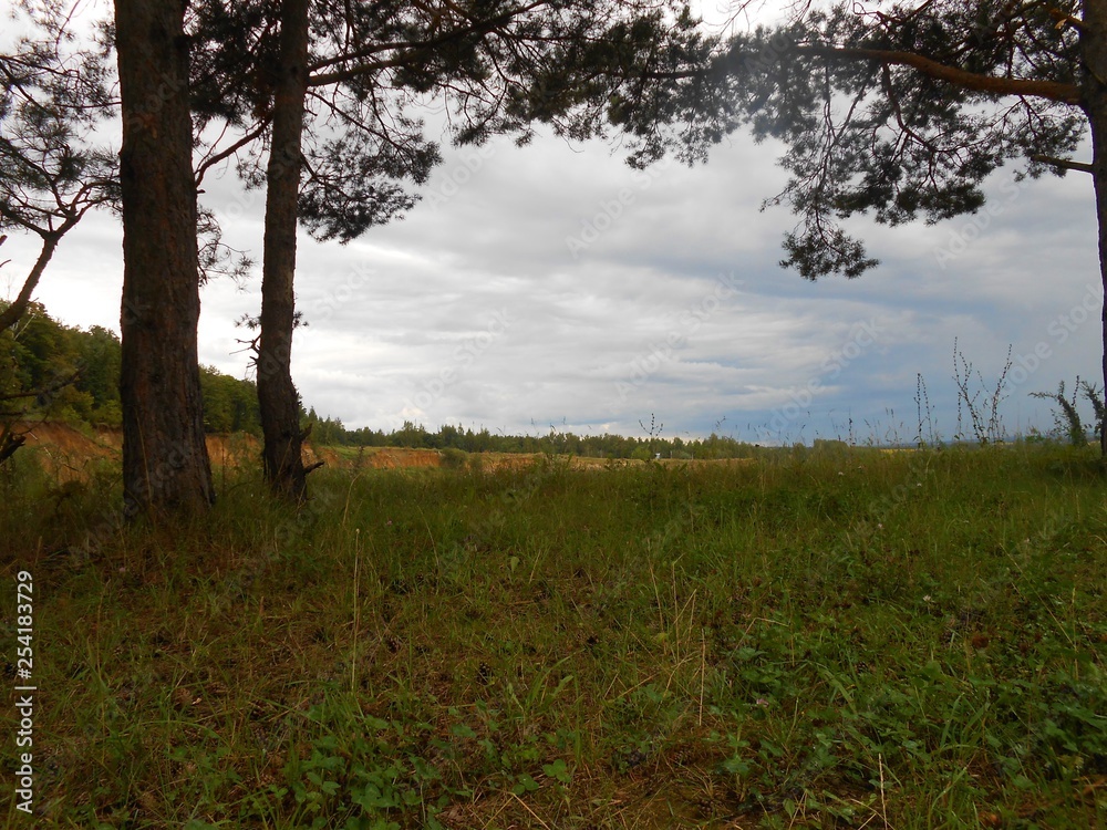 Landscape in the field with pines in cloudy weather.