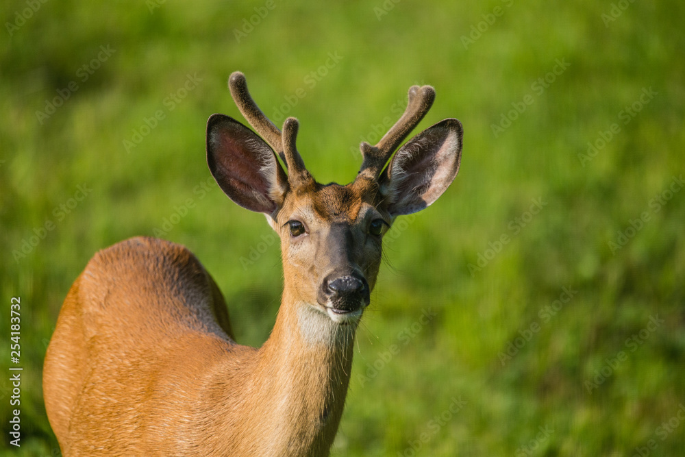 white tailed buck