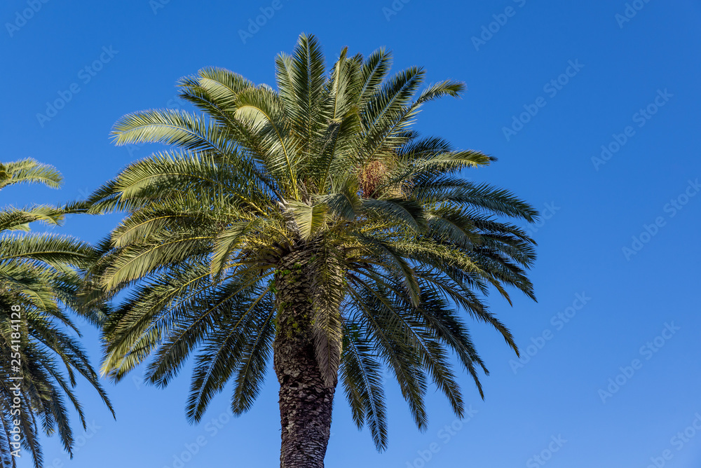 Palmtree paradise