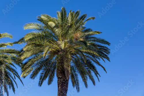 Palmtree paradise