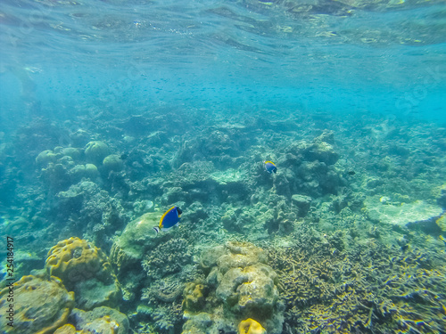 Diving in the Maldives with corals and fish