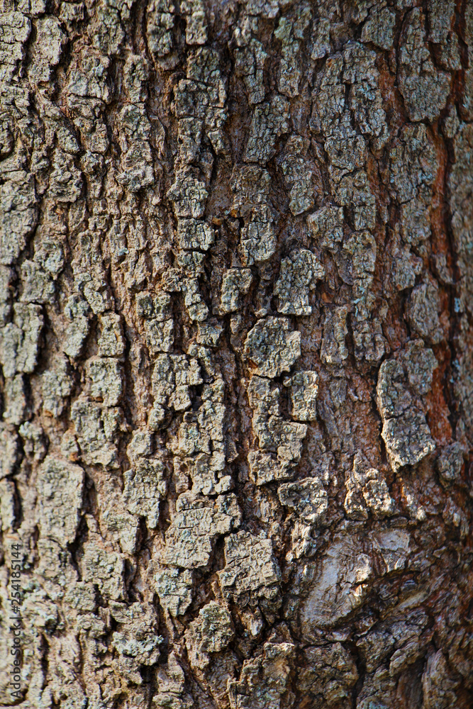 Tree Wooden Texture