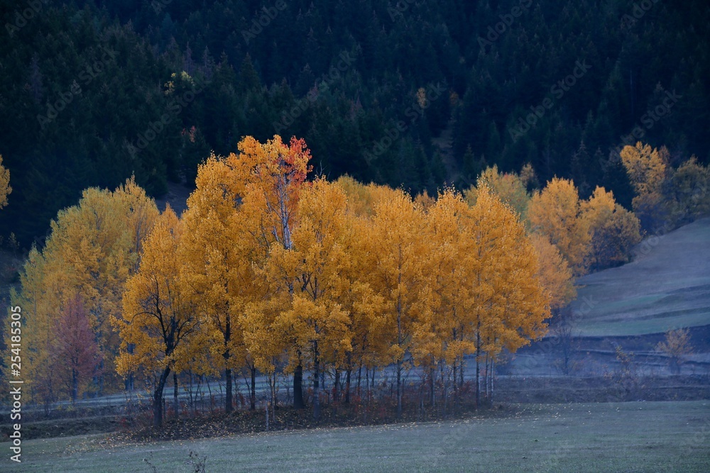 Autumn forest and village photos.savsat/artvin turkey Autumn forest and village photos.savsat/artvin turkey