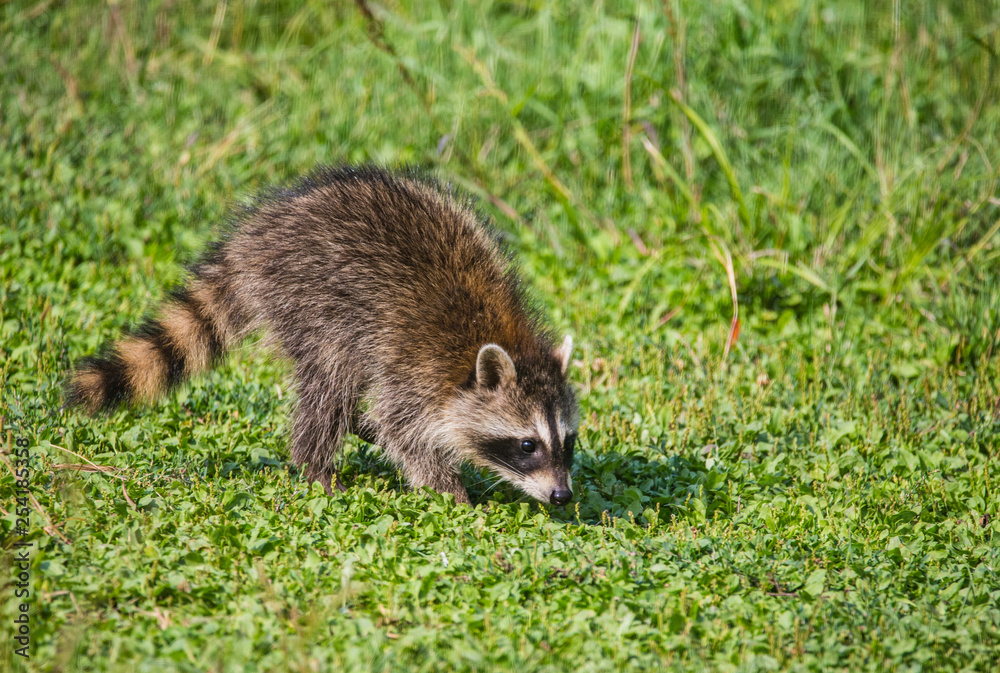 raccoon in field raccoon in field
