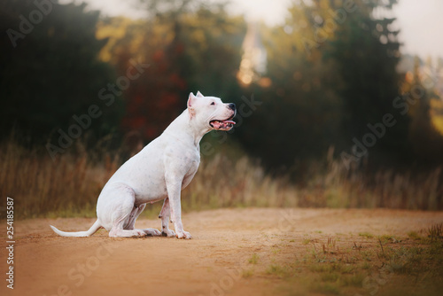 Dogo Argentino is sitting on ground on autumn background