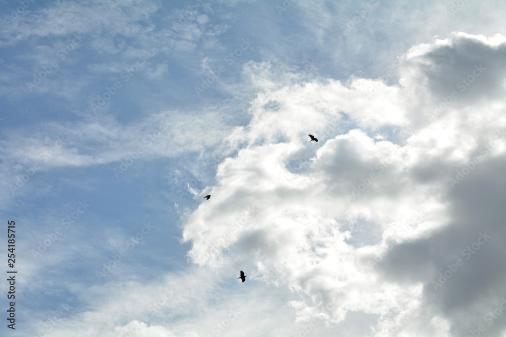 chmury i ptaki na niebie - obrazy, fototapety, plakaty 