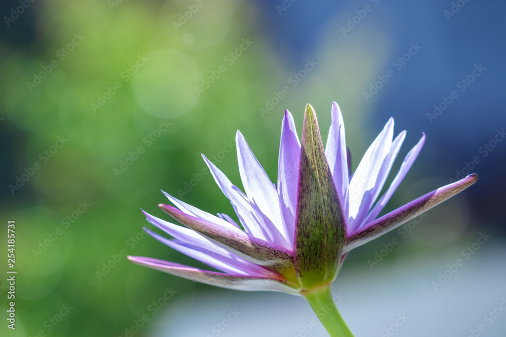 blooming purple water lily or lotus, flower in sunlight