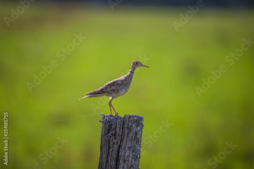upland sandpiper on post