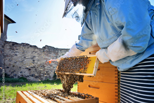 Female beekeeper working with bees in the apiary. Beekeeping. © sushaaa