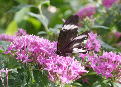 schwarz-weißer Schmetterling photo