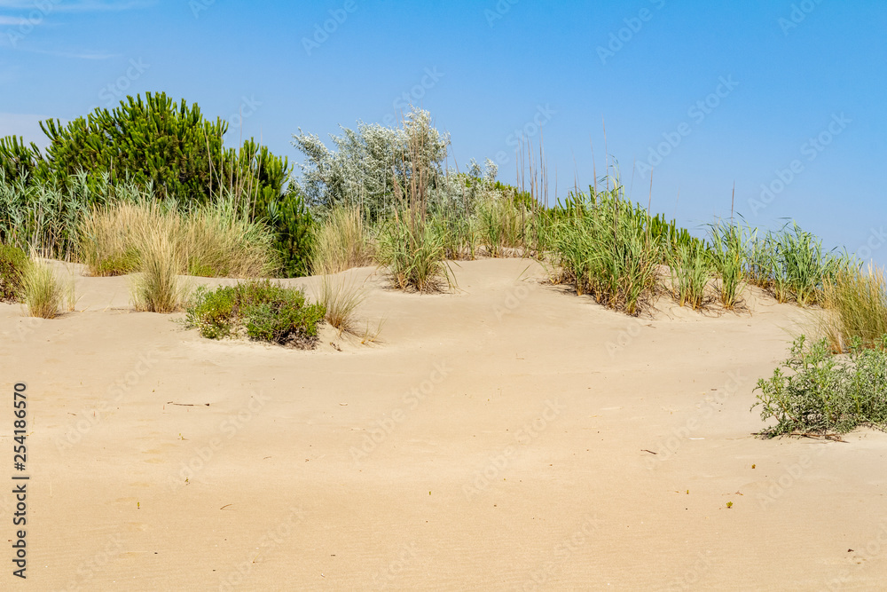 Espiguette Beach