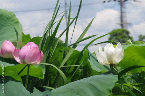 日本　門真市　蓮畑　蓮 photo