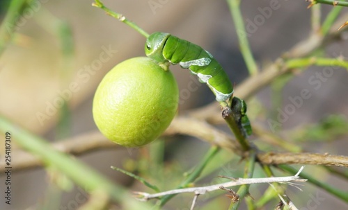 Wallpaper Mural Raupe mit Zitrone Torontodigital.ca