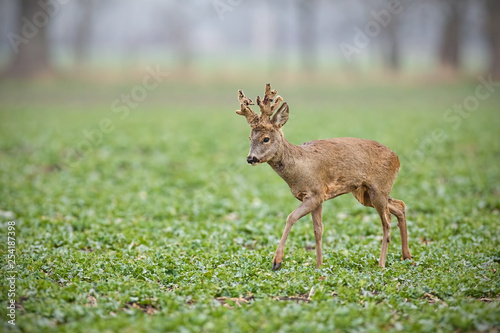 Roe deer, capreolus capreolus, buck with big antlers covered in velvet walking. Wild animal in winter space for copy. Roebuck shedding velvet. Horizontal composition with space around. © WildMedia