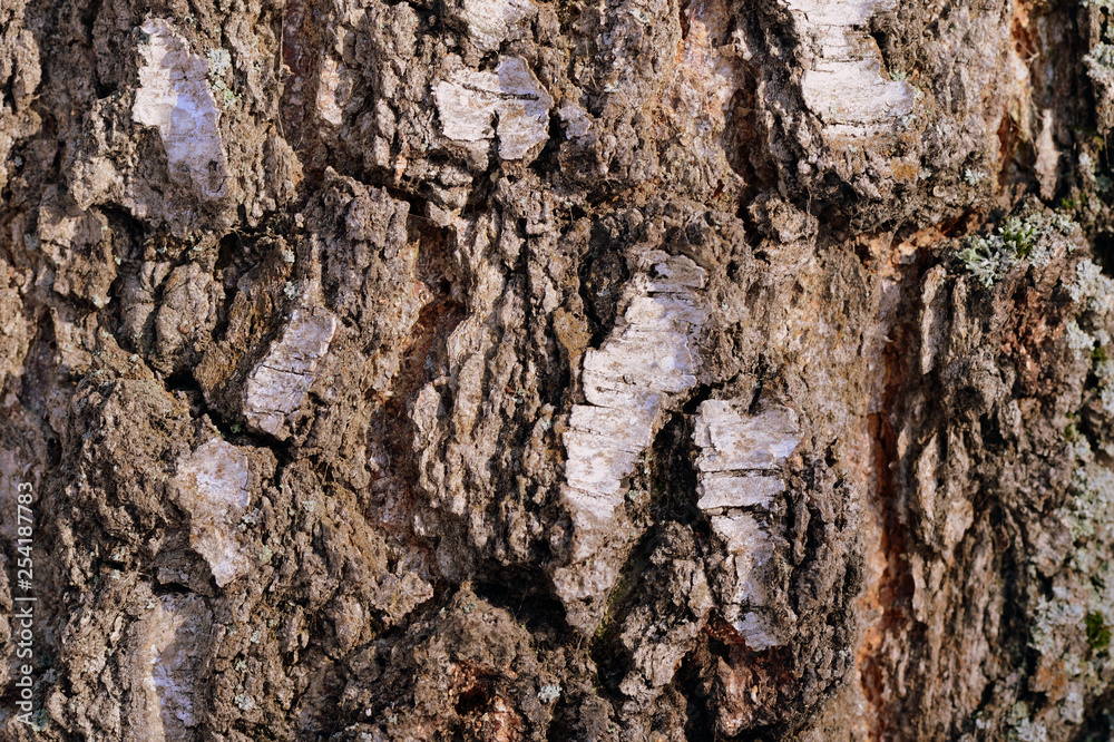 Birch tree bark texture and background close up. Brown color toned Birch tree bark texture and background close up. Brown color toned