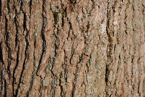 Old tree bark texture and background close up. Brown color toned