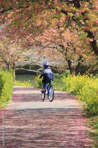 南伊豆 桜のじゅうたんをサイクリング
