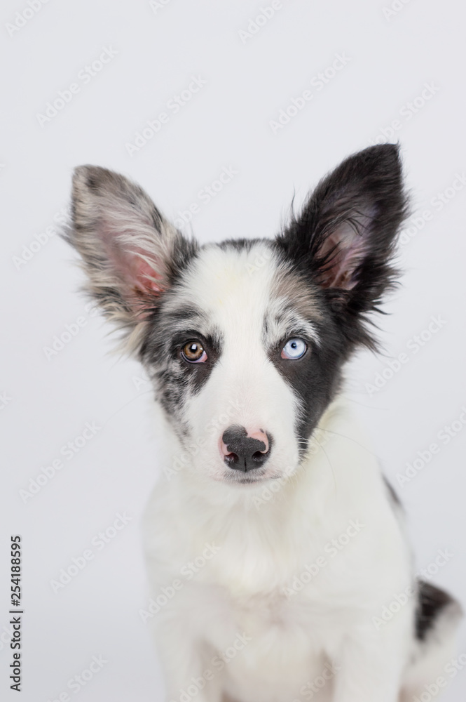 Obraz premium Border Collie