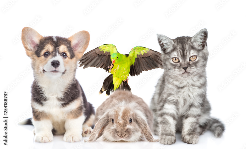 Group of pets together in front view. Isolated on white background