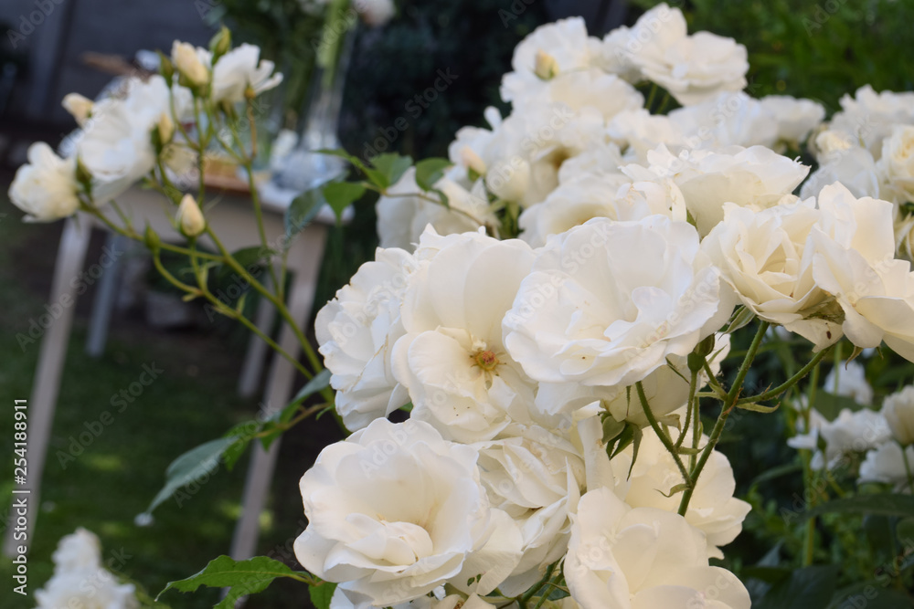 white flowers, rosas blancas, flores de jardín