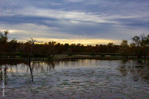 Lilly Pad Reflection Lake at Sunset