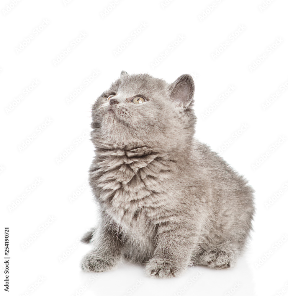 Baby kitten sitting in profile and looking up. isolated on white background