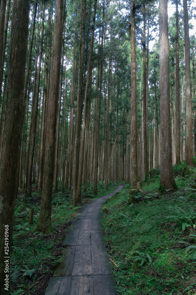 Fototapeta premium Conifer tree trunks in the Mitarai ravine Nara,Japan.