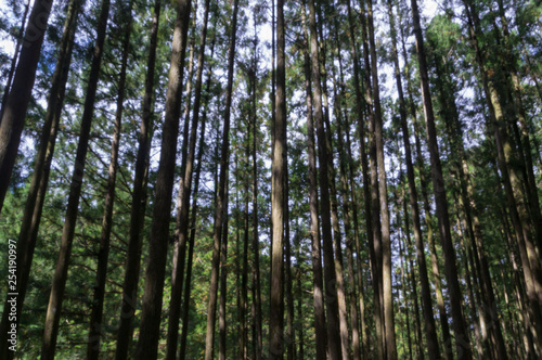 Conifer tree trunks in the Mitarai ravine Nara Japan.
