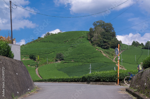 Wazuka tea field,kyoto,tourism of japan. photo