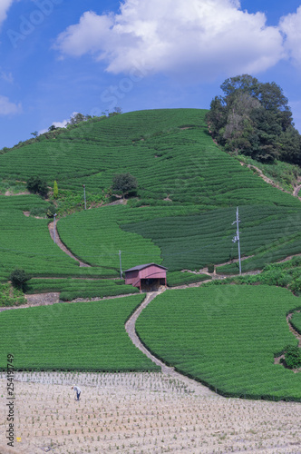 Wazuka tea field,kyoto,tourism of japan. photo