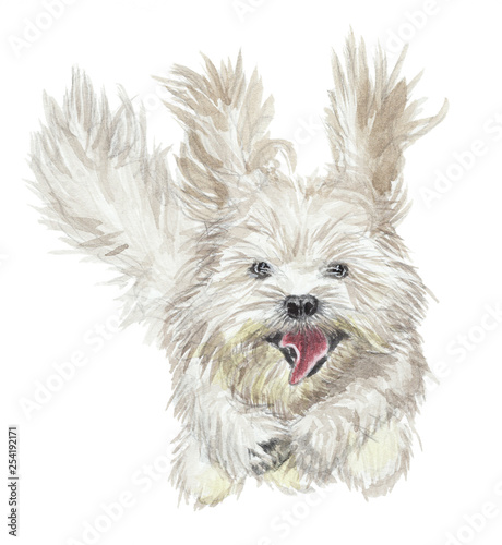 Watercolor illustration - Funny running dog - Bichon Havanais figure