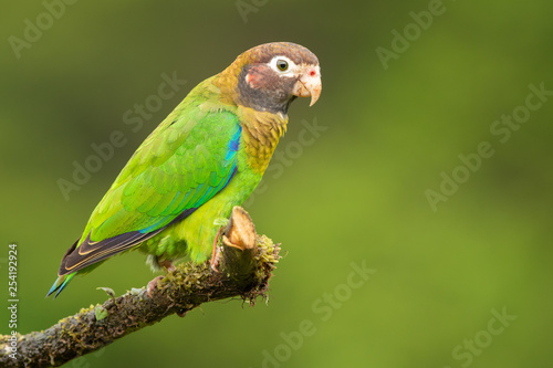 Brown-hooded parrot in the wild photo