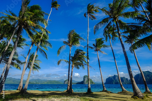 Coconut trees on Coron Island  Philippines